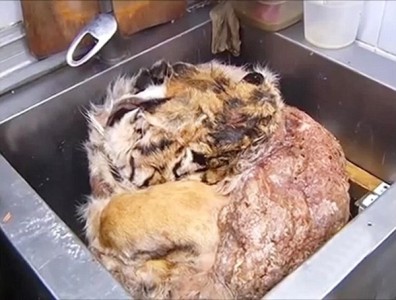 phát hiện ra 50kg thịt hổ