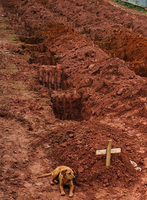 Chú chó ngồi bên mộ của chủ, nạn nhân của trận lở đất ở Rio de Janiero ngày 15/1/2011