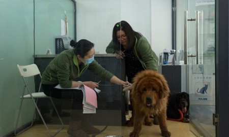Bác sĩ thú y đang kiểm tra một con chó ngao Tây Tạng sau khi nó được các nhà hoạt động vì quyền động vật giải cứu khỏi lò mổ. Ảnh: NYT