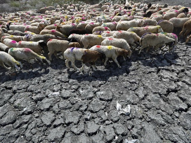 Đàn cừu đi qua một cái hồ khô cạn ở New Delhi hôm 27-5 - Ảnh: Reuters