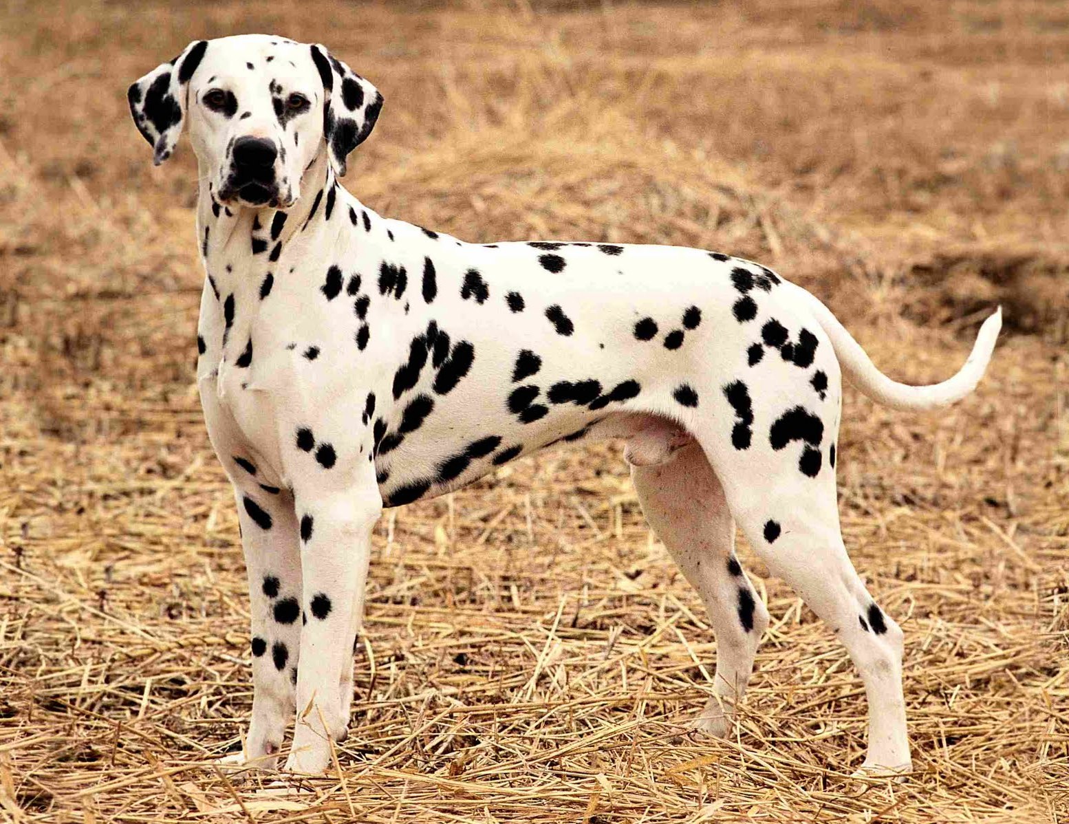 Chó đốm (Dalmatian)