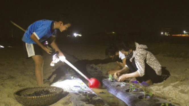 21g ngày 29-5, gia đình chị Đặng Thị Thảo (xã Nghi Long, huyện Nghi Lộc, Nghệ An) dùng đèn pin để trồng dưa hấu vào ban đêm nhằm tránh nắng - Ảnh: Doãn Hòa
