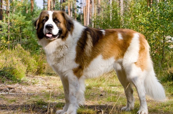 St. Bernard là một giống chó rất lớn từ Ý và Alps (Thụy Sĩ)