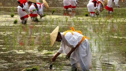 Một nghi lễ trong mùa trồng lúa ở Osaka (Ảnh: Buddhika Weerasinghe/Getty)