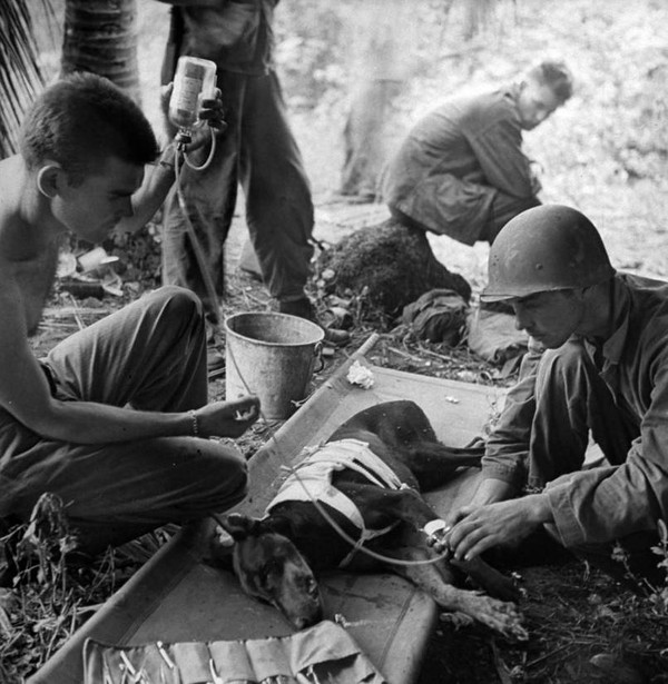 Các binh lính chăm sóc một chú chó bị thương trong Chiến Tranh Thế Giới thứ 2 vào năm 1944.