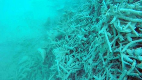 Đáy biển là hàng chồng lớp xác san hô chết