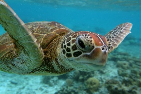 500 xác rùa biển Hawksbill được tìm thấy trên tàu của dân săn trộm Trung Quốc